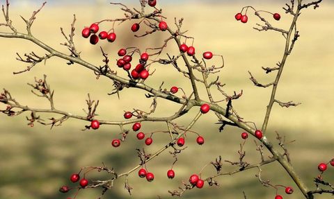 Alıç Meyvesinin Faydaları