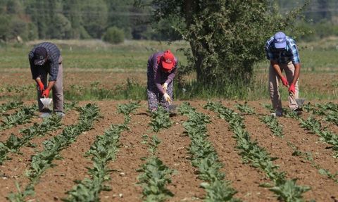 Konya Şeker, Pancar Üreticilerine Söküm Avansı Ödeyecek