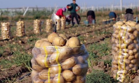 Bolu'da Patates Hasat Dönemi Sonlandı