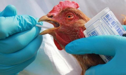 Kuş Gribi ve Gen Düzenleme: İnsanlara Sıçrama Riski Azalabilir mi?