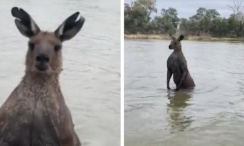 Kaslı Kanguru Şoku! Köpeği Kaçırdı, Sahibine Yumruk Attı!