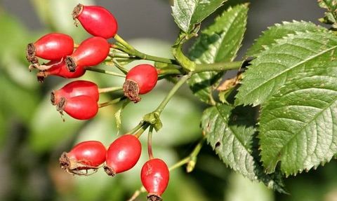 Çöven Otu ve Kuşburnu Otu: Faydaları ve Kullanım Alanları