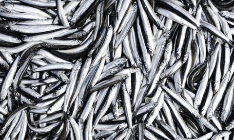 Hamsi: Omega-3 Yağ Asitleri ve Sağlık Faydaları