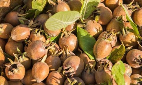 Vücuttaki İltihabı Söken, Bağırsakları Motor Gibi Çalıştıran Muşmula Meyvesi