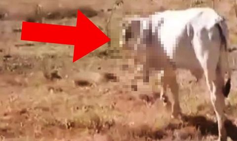 Altı Bacaklı İnek Bilim Adamlarını Şaşırtıyor