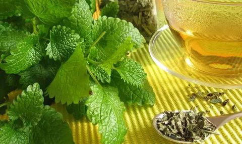 İbn-i Sina'nın Eserinden Birçok Hastalığa Deva Olan Limon Otu