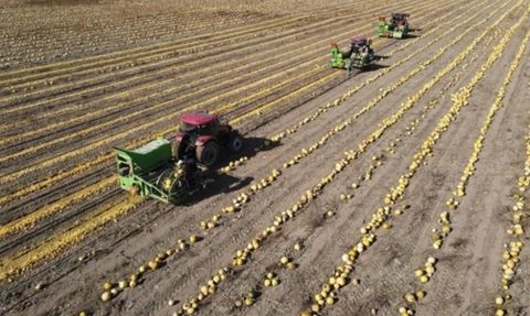 Sarı Altının Hasadı Başladı! Kabak Çekirdeği Fiyatları Coştu
