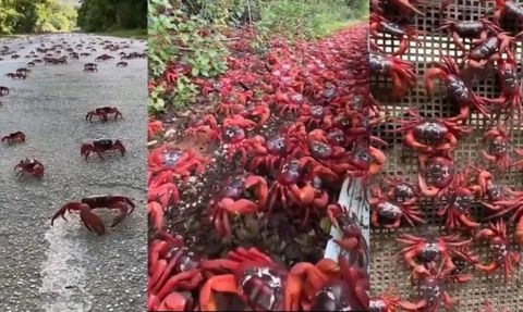 Şaşırtan Tablo! 120 Milyon Yengeç Yola Düştü: Her yer Kırmızıya Döndü