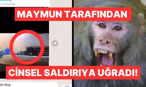 İngiliz Turist Kamboçya'da Maymun Saldırısına Uğradı