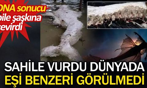 Papua Yeni Gine Sahillerinde Tuhaf Bir Deniz Canlısı Bulundu
