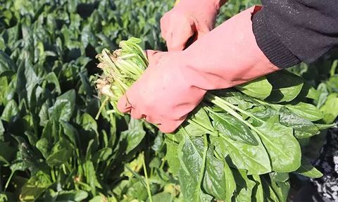 Ispanağın Sağlığa Faydaları ve Yan Etkileri