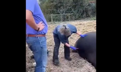 Veteriner, Şişmiş İneği Kurtardı