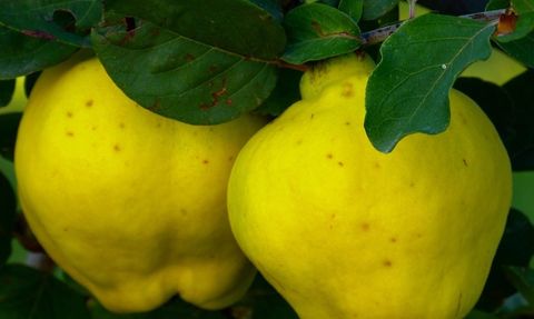 Ayva Kabuğunun Mucizevi Faydaları ve Ayva Kabuğu Çayı