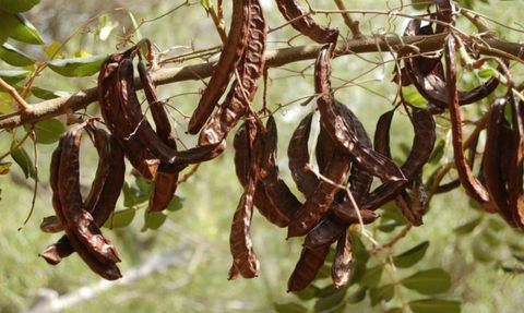 Keçiboynuzu: Faydaları ve Kullanımı