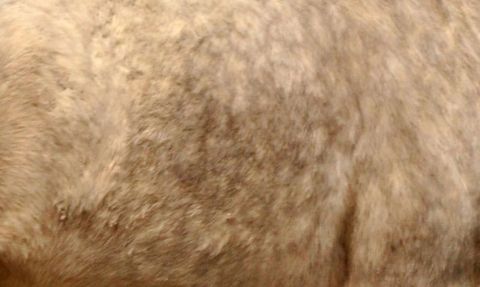 Avustralya'da Yabani Atların İtlaf Edilmesi Tartışması