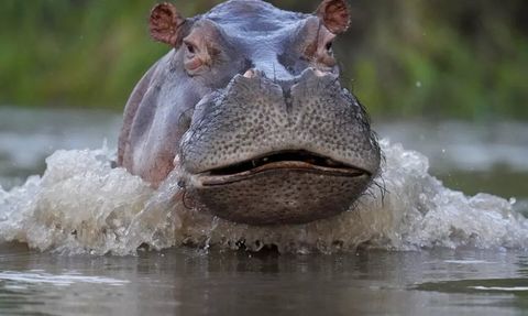 Kolombiya'da Su Aygırları Kontrol Altına Alınıyor