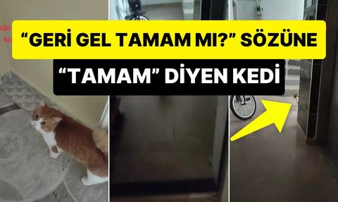 Kedinin Sokağa Çıkma Macerası