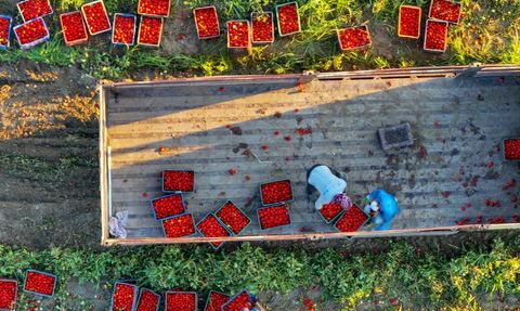 İzmir'de Salçalık Domates Fiyatları Düşüşte