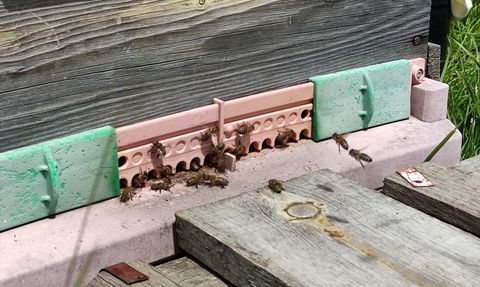 Ardahan Çiçek Balında Hasat Süreci Başladı