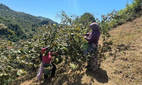 Giresun'da Fındık Hasadı Başladı