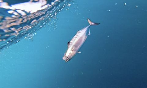 Kocaeli'de Çapari ile Yakalanan Palamut Su Altında Görüntülendi
