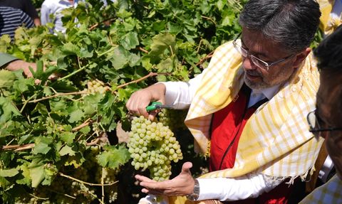 Manisa'da Üzüm Hasadı Coşkusu