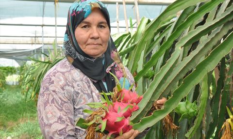 Mersin'de Ejder Meyvesi Hasat Dönemi Başladı