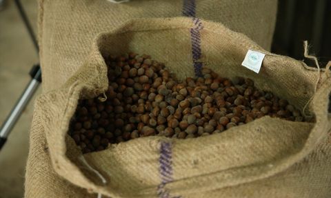 TMO Ordu'da Fındık Alım Sürecine Başladı