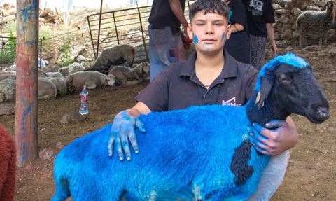 Burdur'da Asırlık Gelenek: Sudan Koyun Geçirme