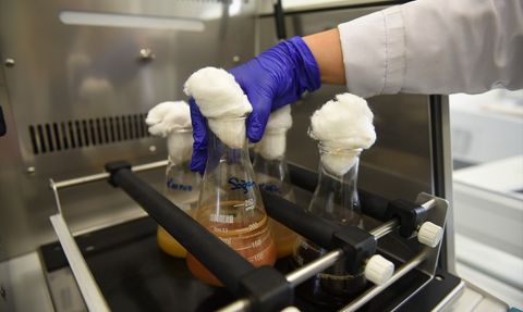 Hitit Üniversitesi'nde Doğal Boya Üretimi: Zedeli Elmalarla Ekolojik Çözüm