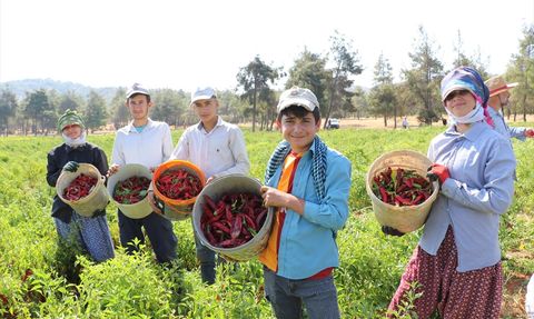 Kilis'te Kırmızı Biber Hasadı ve Kurutma Dönemi Başladı