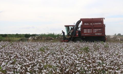 Kütlü Pamuğun Kilogramı 28 Liradan Alınacak