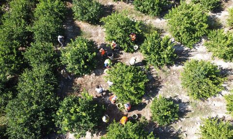 Mersin'de Erkenci Limon Hasadı Başladı