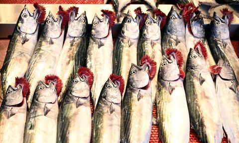 Trabzon'da Palamut Bolluğu Başladı