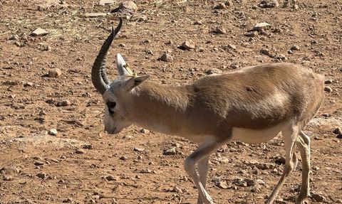 Cumali: Şanlıurfa Ceylan Üretme İstasyonu'nun Masum Maskotu