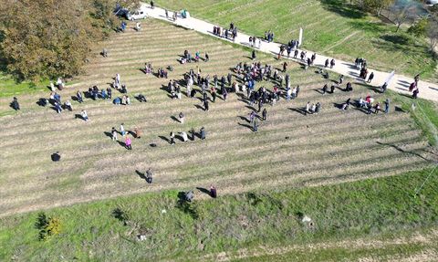 Karabük'te Safran Hasadı Etkinliği Gerçekleşti