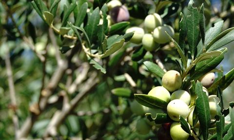 Türkiye'de Zeytin ve Zeytinyağı Rekoltesi Beklentileri