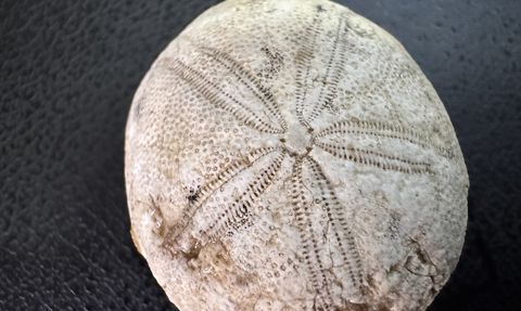 Adıyaman'da 85 Milyon Yıllık Deniz Kestanesi Fosili Keşfedildi