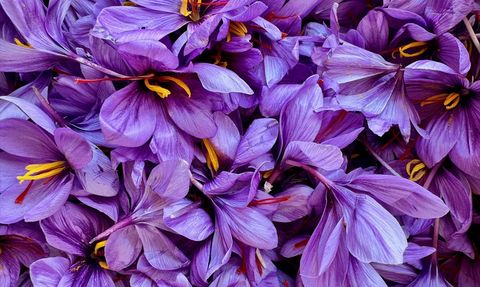 Eskişehir'de Safran Hasadı Festivali Düzenlendi