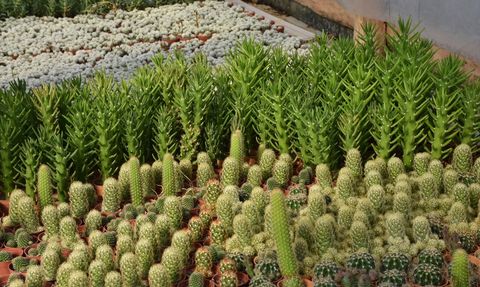 Maçka'da Kaktüs Yetiştiriciliği: Dursun Akyüz'ün Başarı Hikayesi