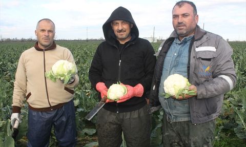 Bafra Ovası'nda Karnabahar Hasadı Devam Ediyor