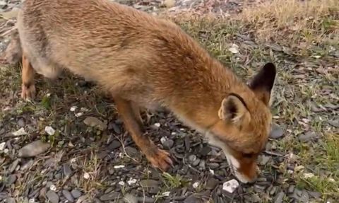 Çanakkale'de Balıkçılar Aç Kalan Tilkiyi Besledi