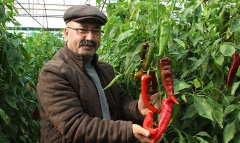 Kaş'ın 'Kör Duman'ı Tarıma Hayat Veriyor