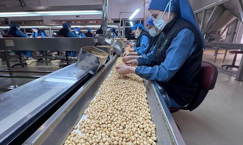 Türkiye Fındık İhracatında Almanya'ya Liderlik