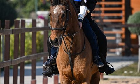 Adana'da İlkokul Öğrencileri Atlı Polislerle Buluştu