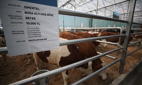 Çanakkale'de Aracısız Büyükbaş Hayvan Satışı Gerçekleşti