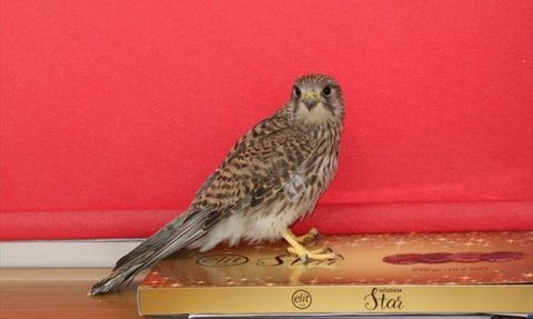 Erzincan'da Kerkenez Doğaya Kavuştu