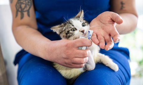 Hayata Tutunan Mucize: Ampute Yavru Kedi