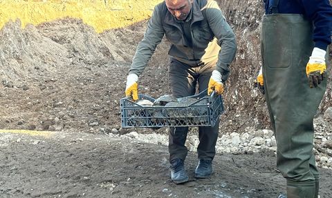 Şanlıurfa'da Kaplumbağaların Kurtarılması