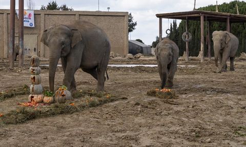 Türkiye'nin İlk Filinin 14. Yaş Günü Coşkuyla Kutlandı